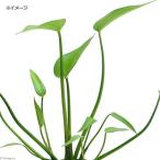 （ビオトープ）水生植物　ミズアオイ（１ポット）一年草　抽水植物