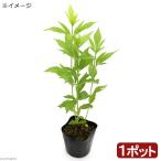 （山野草）フジバカマ（藤袴）純白フジバカマ（純白藤袴）３号（１ポット）