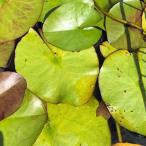 ( биотоп ) водяная лилия температура obi . водяная лилия ( водяная лилия )( фиолетовый ) носорог am лиловый 1 (1 pot ) (.. состояние )