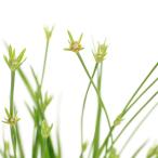 （ビオトープ）水生植物　ニッポンイヌノヒゲ（無農薬）　３号（１ポット）湿性植物