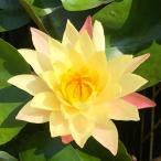 ( биотоп ) водяная лилия температура obi . водяная лилия ( водяная лилия )( желтый ) носорог am фэнтези Siam Fantasy(1 pot )(.. состояние )
