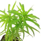 （ビオトープ）水生植物　ミズネコノオ（無農薬）（１ポット）　湿性植物　一年草