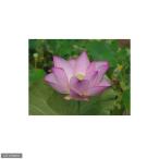 ショッピングすだれ （ビオトープ）蓮　ハス（ピンク）　原始蓮（ゲンシハス）（１ポット）　すだれ付き（休眠状態）