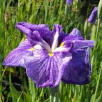 ( биотоп ) водное растения цветок .. колокольчик .. диаметр (szkake блохи chi). после серия прекрасный глициния изначальный красный фиолетовый .. белый затемнение . фиолетовый . шесть Британия цветок (1 pot )