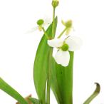 ( биотоп ) водное растения hiro - omo Dakar ( нет пестициды )(1 pot ). вода растения 