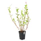 ( биотоп ) водное растения I tate( индиго .)(1 pot ).. растения один год .