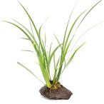 ( биотоп ) наматывать длина сиденье shou(akorus) способ гора камень S размер ( примерно 10cm)(1 шт ) вечнозеленый ... растения 