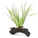 ( биотоп ) наматывать длина сиденье shou(akorus) коряга S размер ( примерно 15cm)( 1 шт. ) вечнозеленый ... растения 