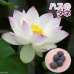 （ビオトープ）蓮　ハスのタネ　（１０粒）