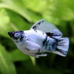 ( тропическая рыба ) Blue Eye платина Zebra ba Rune mo- Lee (1 шт ) Hokkaido авиапочта необходимо теплоизоляция 