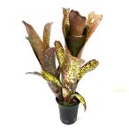 （観葉植物）一点物　ビルベルギア　コーランスピリット　３号（１鉢）