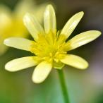 ( луговые и горные травы ) товар вид серия himeryu поплавок nka кофе крем 2.5 номер (1 pot )(.. состояние )