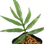 ( луговые и горные травы )sida(. зуб )iwahitote( скала человек рука )3 номер (1 pot ) вечнозеленый . много год .