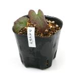 ( луговые и горные травы )fyu клубника ( зима .)3 номер (1 pot )(.. состояние )