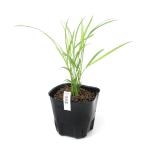 ( биотоп ) водное растения . рис. рассада гора рисовое поле .(yama клещи type )(1 pot ).. для . свободный изучение 