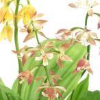 ( луговые и горные травы ) креветка ne( море . корень )takane креветка ne( высота . море . корень ) цветок цвет случайный 3.5 номер (1 pot )(.. состояние )