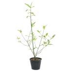 ( луговые и горные травы ) бонсай iga Gris mayumi(. каштан подлинный смычок ) 3.5 номер (1 pot )(.. состояние )