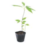 ( луговые и горные травы ) бонсай черный moji( чёрный знак )3 номер самка самец штамп другой нет (1 pot )(.. состояние )