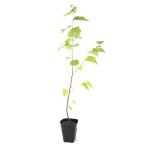 ( луговые и горные травы ) бонсай Japan белая берёза ( Япония белый береза ) 4 номер (1 pot )(.. состояние )