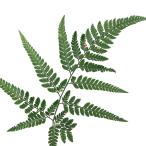 ( луговые и горные травы )sida(. зуб ) ho soba kana walabi( маленький лист золотой .)3 номер (1 pot ) вечнозеленый . много год .