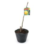 ( декоративное растение ) фруктовое дерево рассада ichi ось белый вид 5~6 номер (1 pot ) огород (.. состояние ) фрукты фрукты 