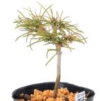 ( луговые и горные травы ) бонсай matsu( сосна )nasgoyo лошадь tsu(... лист сосна ) 2.5~3 номер (1 pot )
