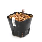 ( луговые и горные травы )michinok Eve kijakou saw ( Tohoku производство Eve kijakou saw ) 3 номер (1 pot )(.. состояние )