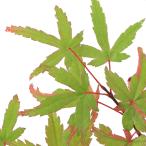 ( луговые и горные травы ) бонсай товар вид серия momiji. тайна ( алый fsigi) 3 номер (1 pot )(.. состояние )