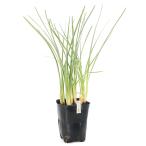 水生植物斑入りルリフタモジ３号湿生植物