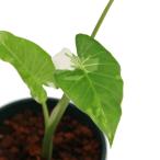 一点物斑入りクワズイモ４号