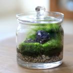 ( декоративное растение ) мох террариум . камень расположение дымчатый кварц ( дым кристалл )gala спот S инструкция есть 