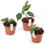 ( луговые и горные травы ) - terrestrial shus Ran (. длина .. орхидея )(1 горшок ) драгоценности o- Kid (.. состояние )