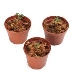 （山野草）ヤクシマヒメアリドオシラン（屋久島姫蟻通蘭）（１ポット）（休眠状態）