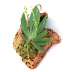 ( декоративное растение ). Ran o-nisosefarus гонг blatas пробка имеется (1 шт )