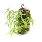 ( декоративное растение ). Ran epi ten барабан Poe упаковка s пробка имеется (1 шт )