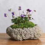 山野草鉢花