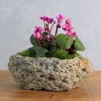 (山野草)苔盆栽 原種シクラメン コウム 3株植え 白溶岩石植え(1鉢)(休眠状態)