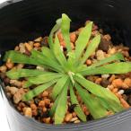 ( луговые и горные травы )koshoujoubakama(himeshoujoubakama)3 номер (1 pot )(.. состояние )