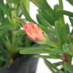 （観葉植物）マツバギク　オレンジ　３号（５ポットセ
