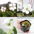 山野草鉢花