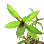 (観葉植物)一点物 カリシア フレグランス(1鉢)(392929)