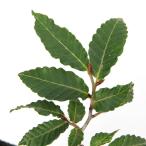 ( луговые и горные травы ) бонсай Fuji бук 3 номер (1 pot )(.. состояние )