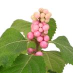 ( луговые и горные травы ) персик тип часть розовый жемчуг 3~4 номер (1 pot )(.. состояние )