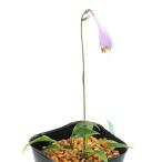 ( луговые и горные травы ) хоста (...)ubatake хоста (. пик ...) 3 номер (1 pot )