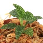 ( луговые и горные травы )hime Miyama uzla(. глубокий гора .,. орхидея )(1 pot ) драгоценности o- Kid 