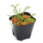 ( луговые и горные травы )sida(. зуб ) лист наматывать коричневый sensida(. лист коричневый sensida)3 номер (1 pot ) вечнозеленый . много год .