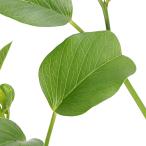 ( луговые и горные травы )gmbai Hill gao( армия распределение днем лицо ) 3 номер (1 pot )(.. состояние )