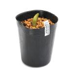 ( луговые и горные травы )fkju saw ( удача ..).. удача ..(ezofkju saw ) 3 номер (1 pot )