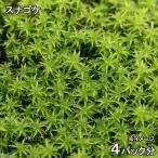 (テラリウム)苔 スナゴケ 4パック分