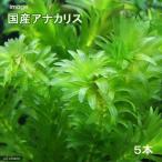 （水草）メダカ・金魚藻　国産　無農薬アナカリス（５本）